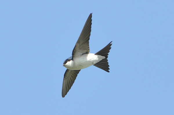 House Martin 