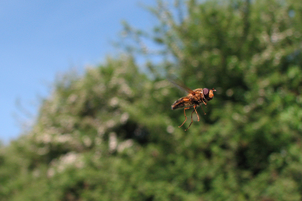 hoverfly photo