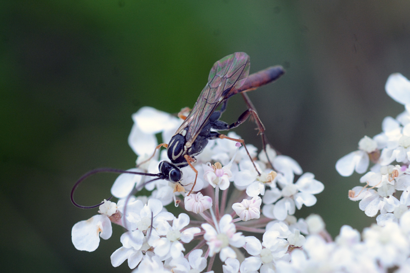 Lissonota cruentata