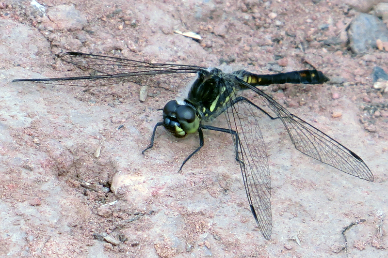 Black Darter