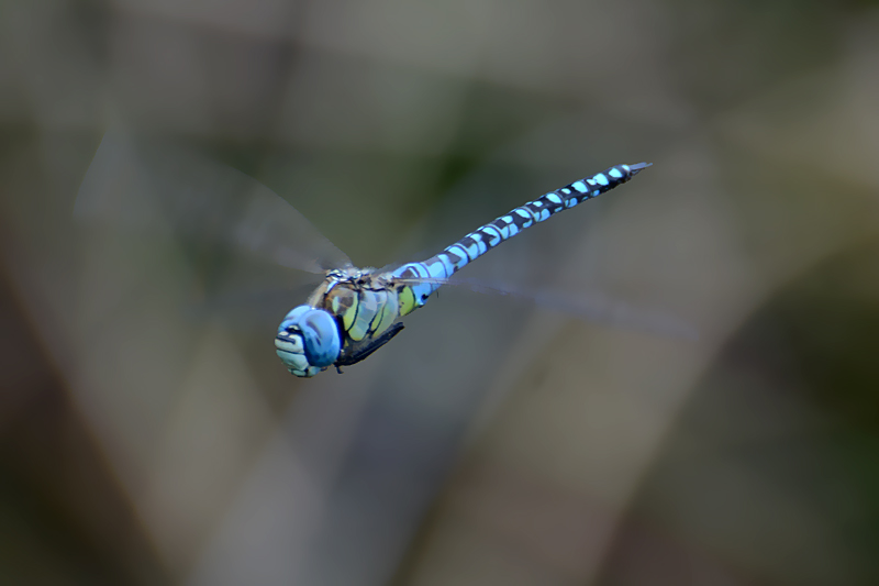 Southern Migrant Hawker