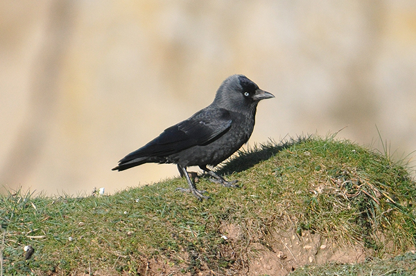 Jackdaw