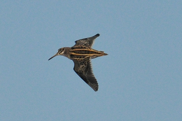 Jack Snipe