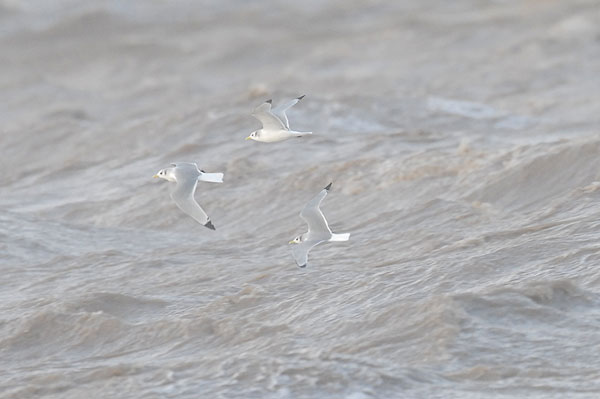 kittiwake