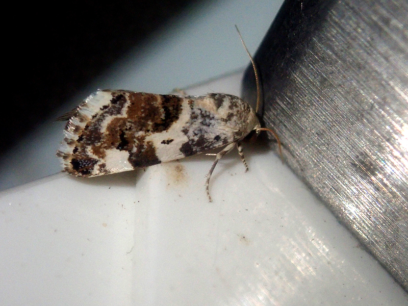 Pale Shoulder Moth