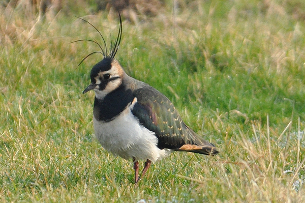 Lapwing