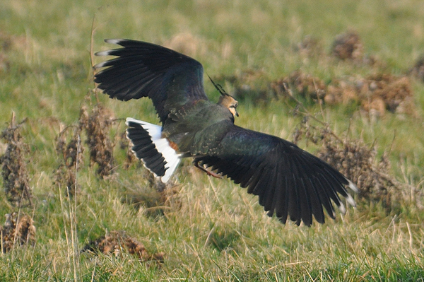 Lapwing