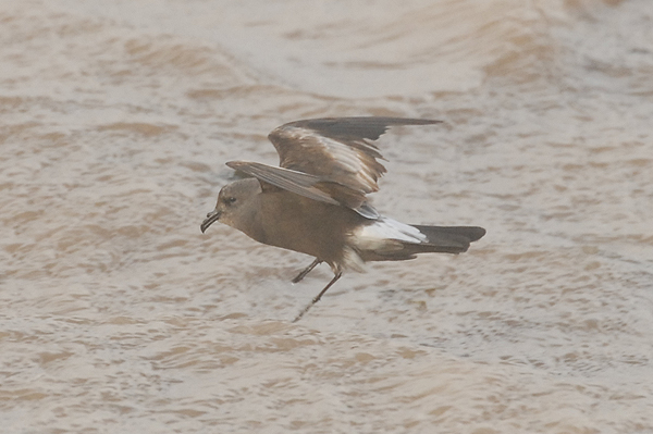 Leach's Petrel