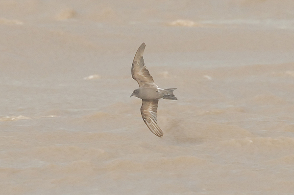 Leach's Petrel