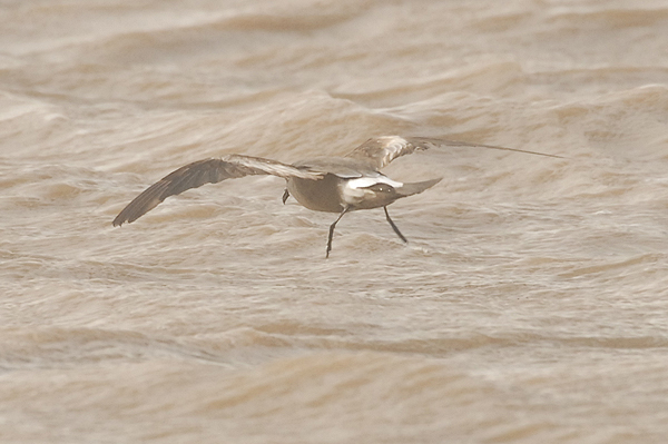 Leach's Petrel