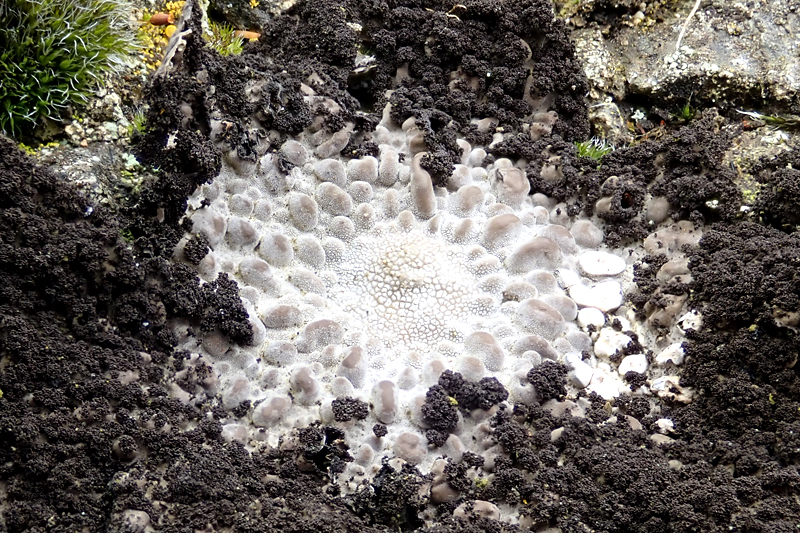 Lasallia pustulata