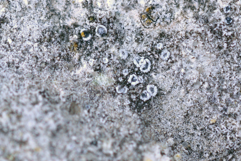 Lecanora agardhiana