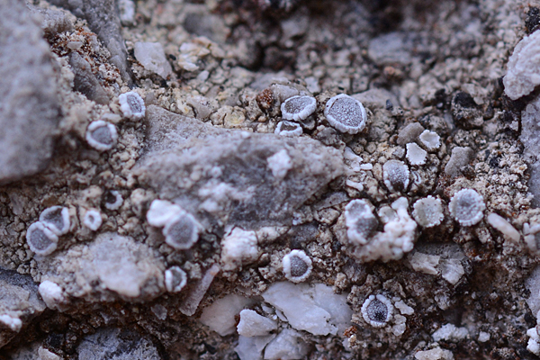 Lecanora crenulata