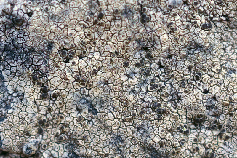 Lecanora helicopis