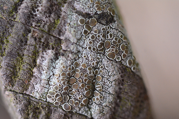 Lecanora pulicaris