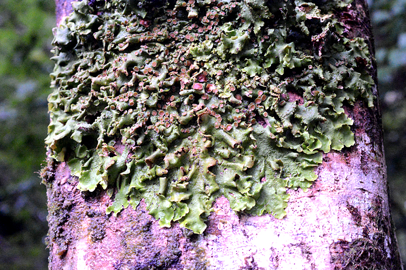 Lobaria virens