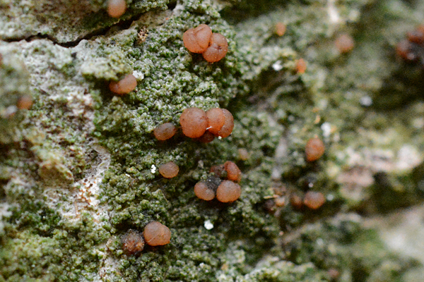 Mycobilimbia pilularis