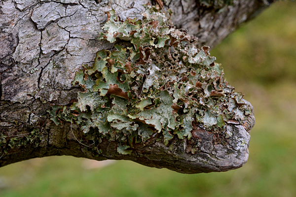 Parmelia saxatilis