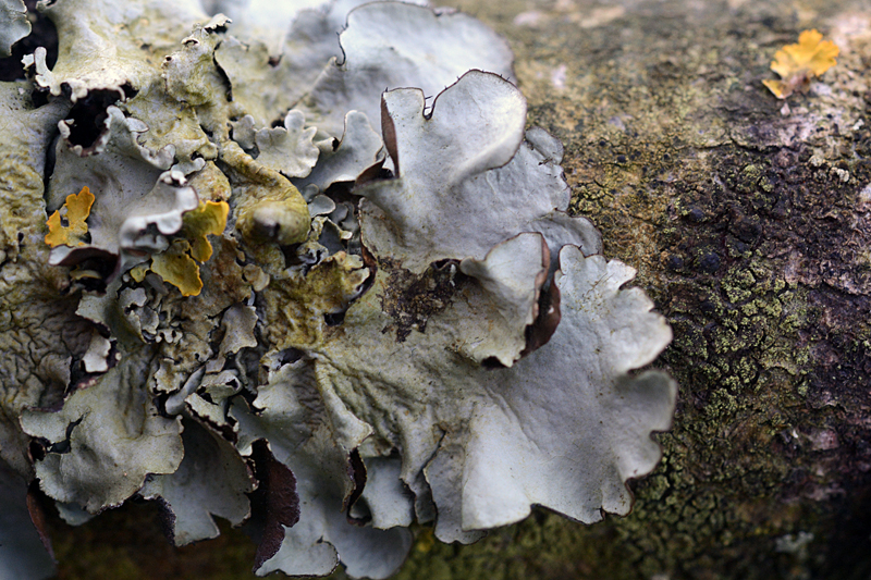 Parmotrema perlatum