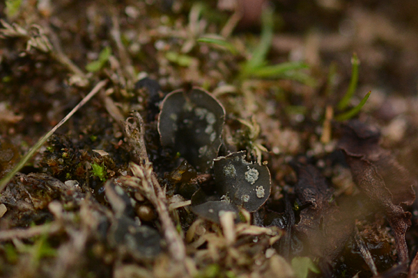 Peltigera didactyla