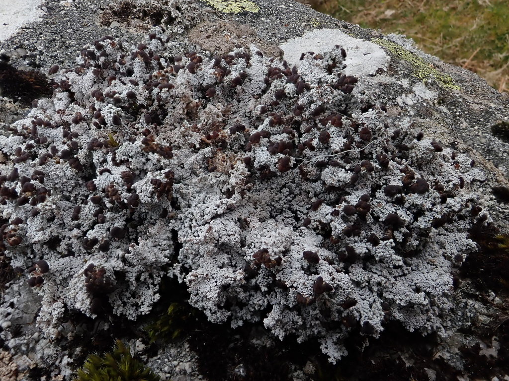 Stereocaulon dactylophyllum