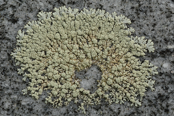 Xanthoparmelia mougeotii