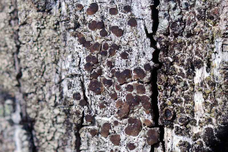 Lecanora aitema