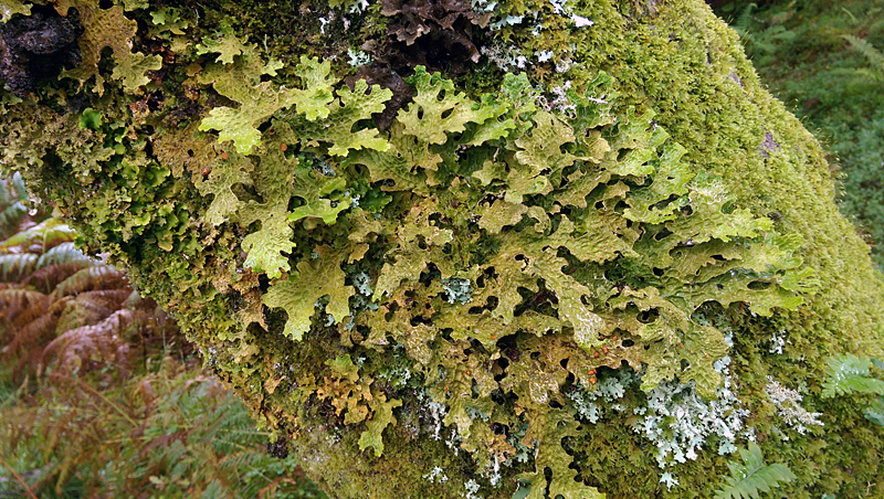 Lobaria pulmonaria