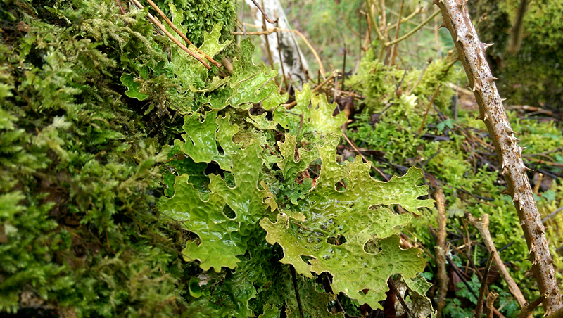 Lobaria pulmonaria 