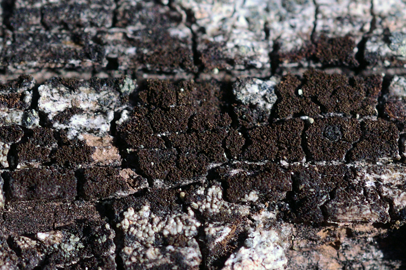 Placynthiella icmalea