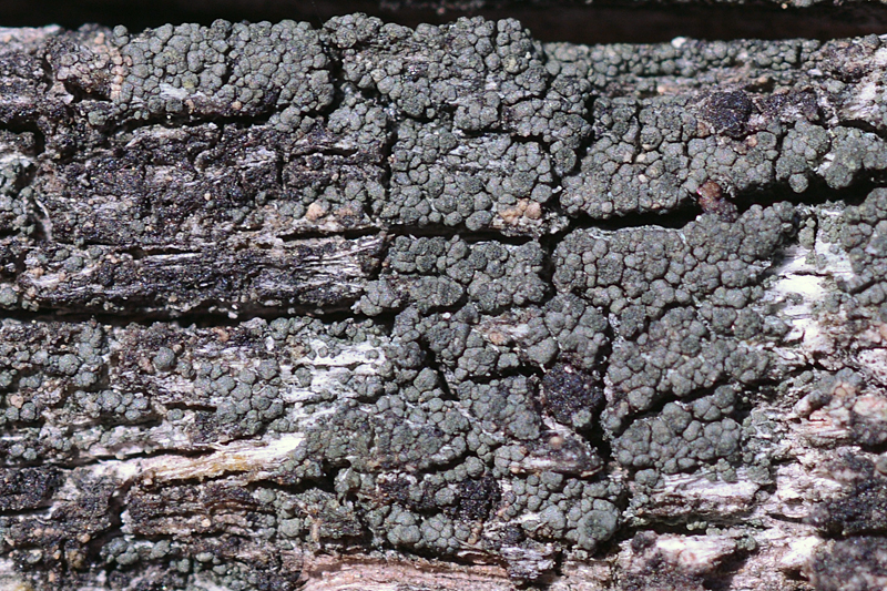 Trapeliopsis flexuosa 