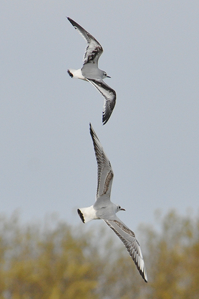 Little Gull