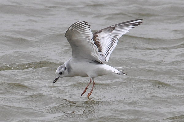 Little Gull