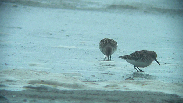 Little Stint photo