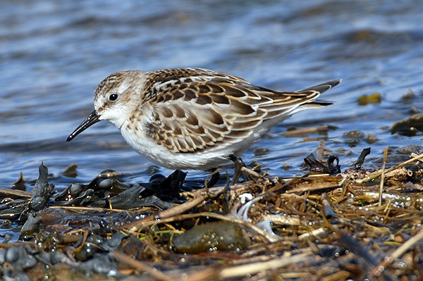 little stint