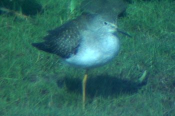 Lesser Yellowlegs