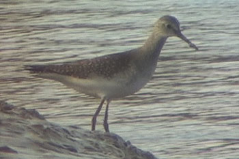 Lesser Yellowlegs