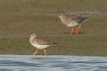 Lesser Yellowlegs