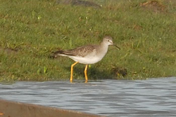 Lesser Yellowlegs