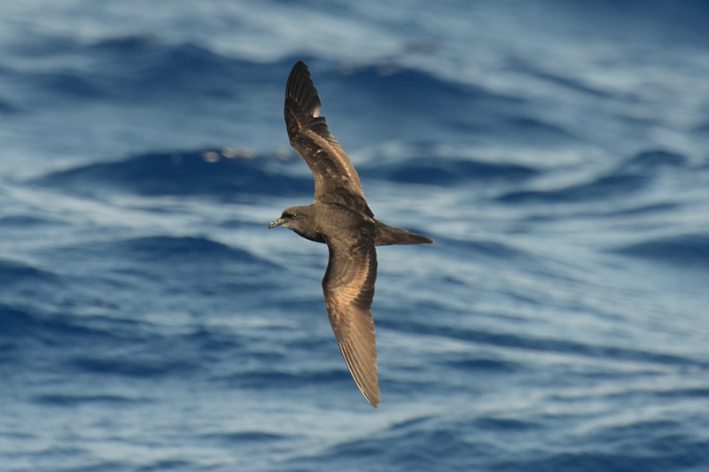 Bulwer's Petrel Bulwer bulwerii 