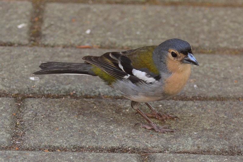 Madeiran Chaffinch Fringilla coelebs maderensis