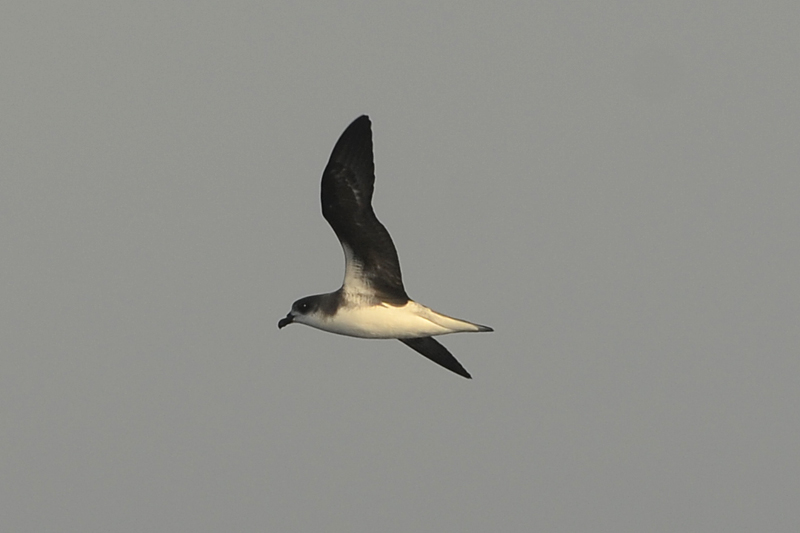 Fea's Petrel Pterodroma feae