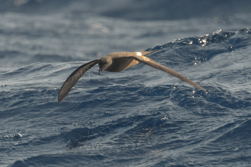 Madeiran Storm Petrel Oceanodroma castro