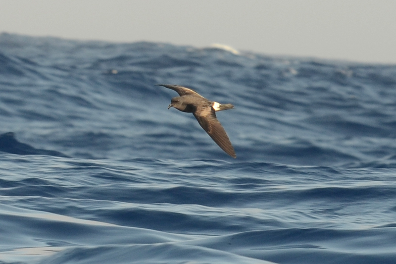 Madeiran Storm Petrel Oceonodroma castro