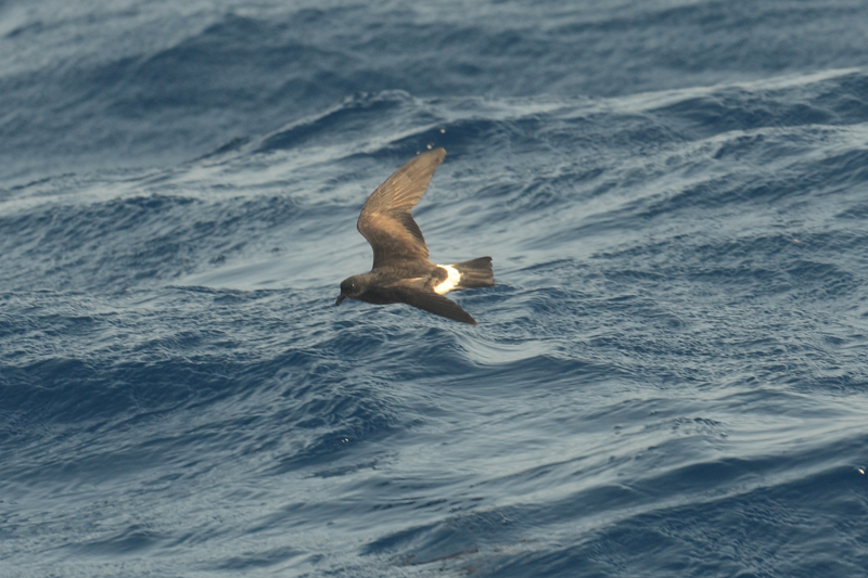 Madeiran Storm Petrel Oceanodroma castro