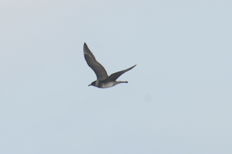 Pomarine Skua Stercorarius pomarinus