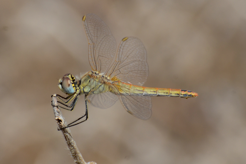 Red-veined Darter Sympetrum fonscolombii