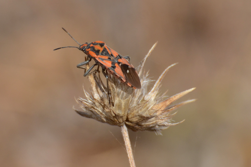 Spilostethus pandurus 