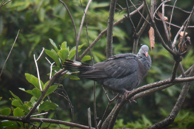  Trocaz Pigeon, Madeira Laurel Pigeon or Long-toed Pigeon Columba trocaz