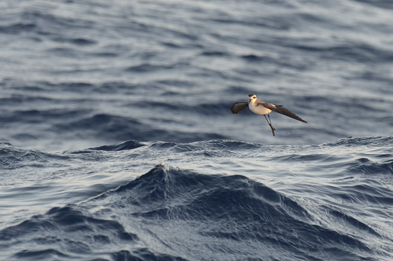 White-faced Petrel Storm Petrel Pelagodroma marina